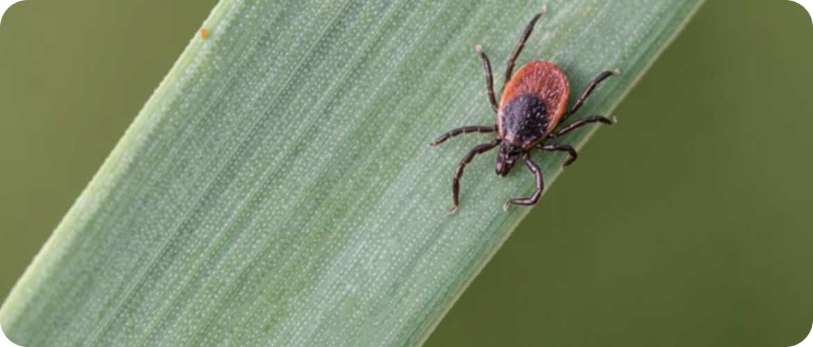 Pāriet uz lapu Veselības skrīnings sievietei 45+ Sieviete ar rūpēm par sevi, glauda kaklu