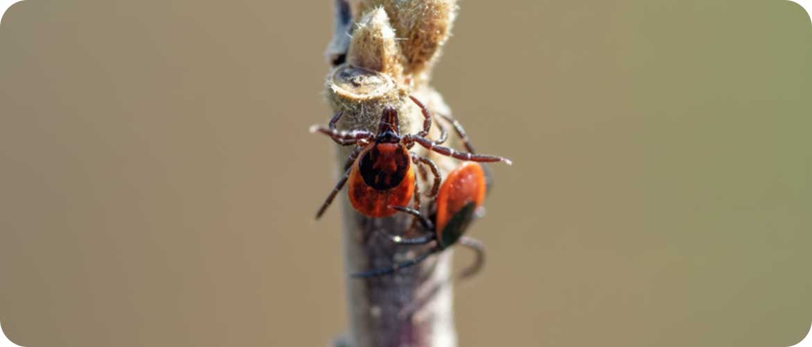 Pāriet uz lapu Pamata skrīnings sievietes veselībai Jauna sieviete ar žestiem dod ziņu - viss ir labi